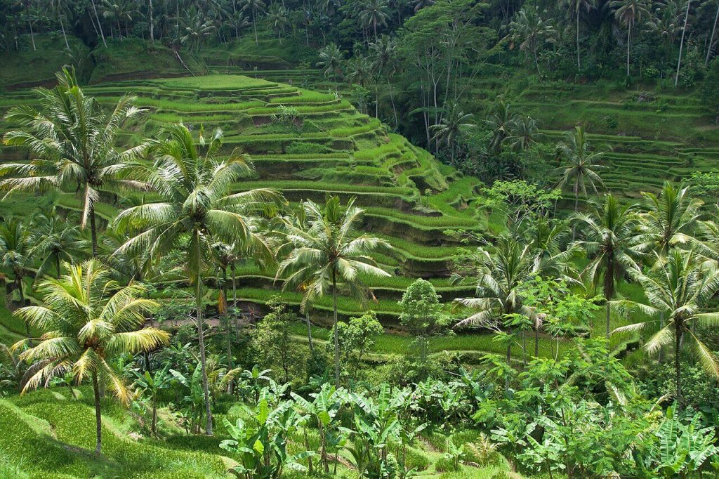 Ubud rice terrace, Bali
